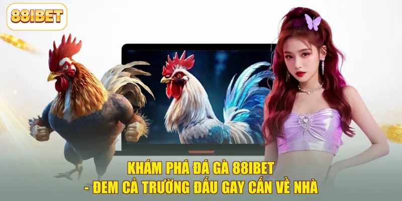 Khám Phá Đá Gà 88ibet - Đem Cả Trường Đấu Gay Cấn Về Nhà
